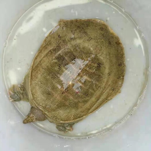 合肥 甲鱼
