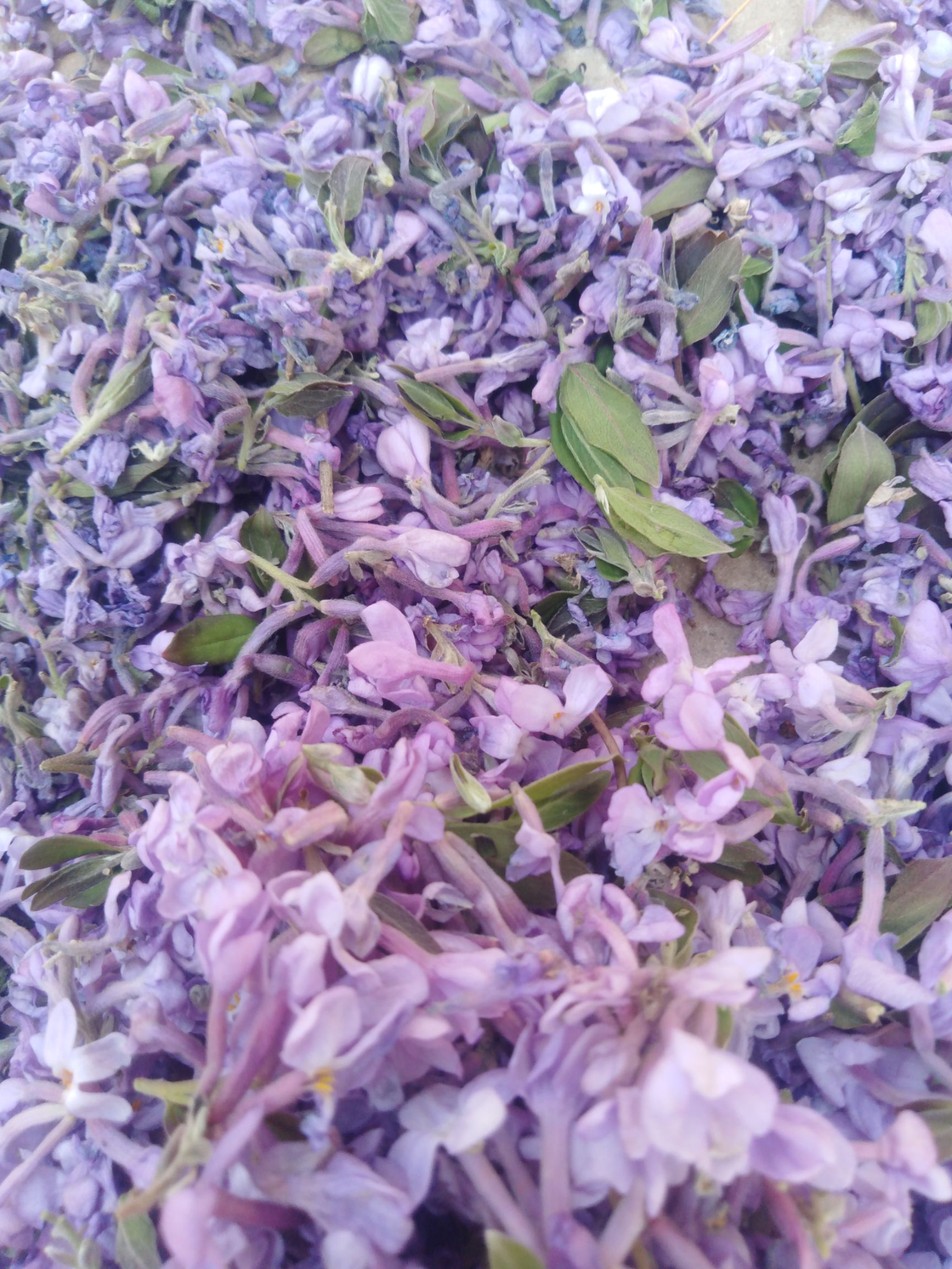 芫花  ，保证质量，长期有货，，，，，，，，，，，，，，，，，，