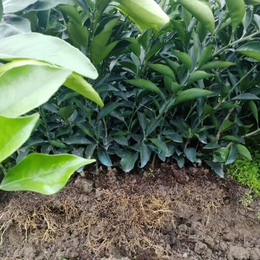 保靖县纽荷尔脐橙苗  品种纯正，植株健壮，根须发达，叶绿，无病苗