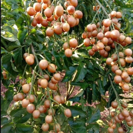 灵山县黑黄皮果苗 黑皮苗-黑黄皮