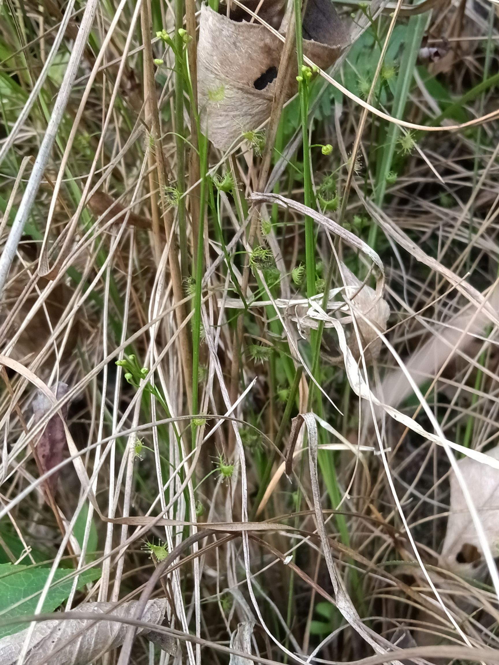 地下明珠-陈伤子，冷背药材，货真价实。