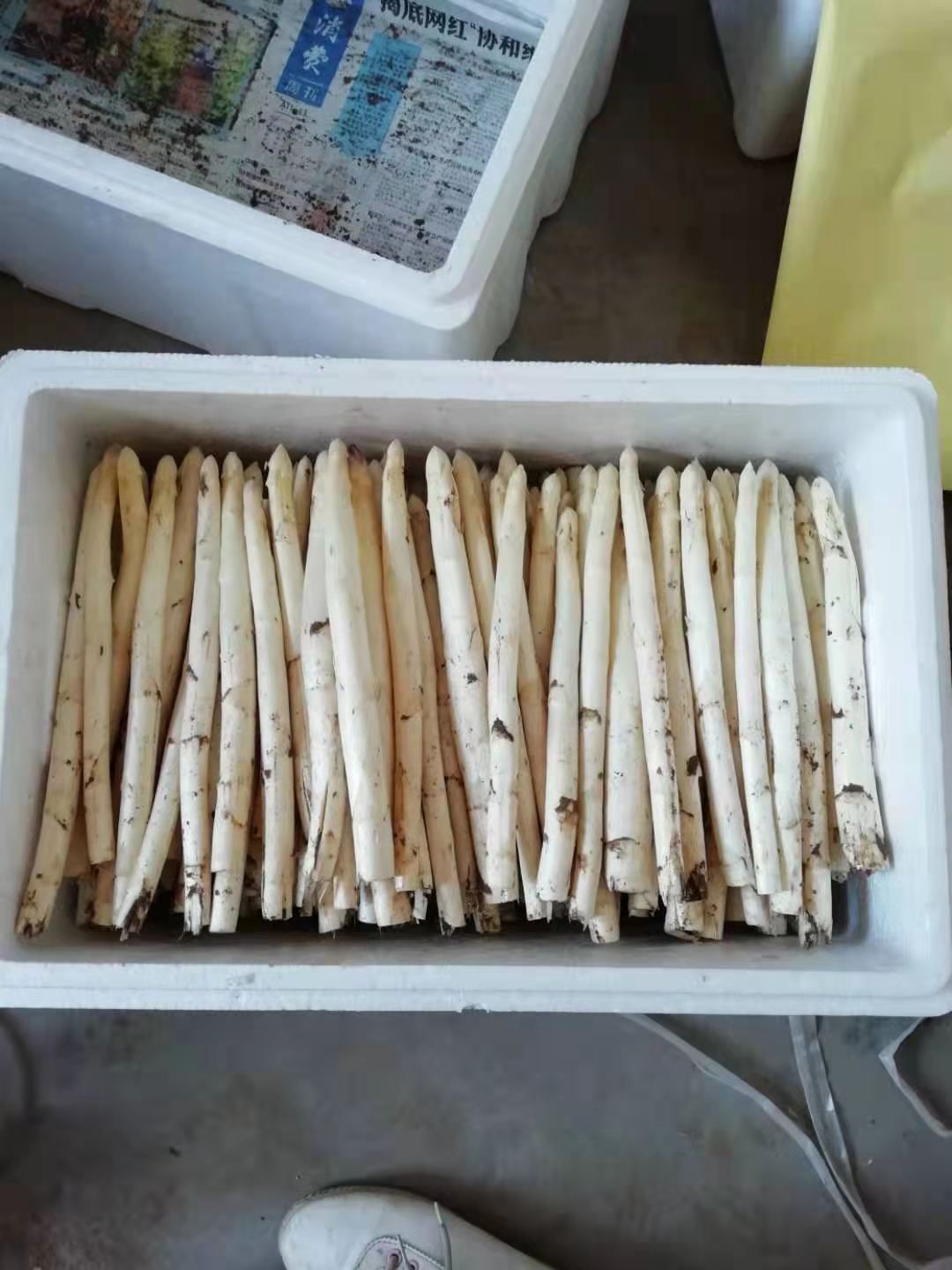 潍坊白芦笋  大量上市  农户直销  品质保证