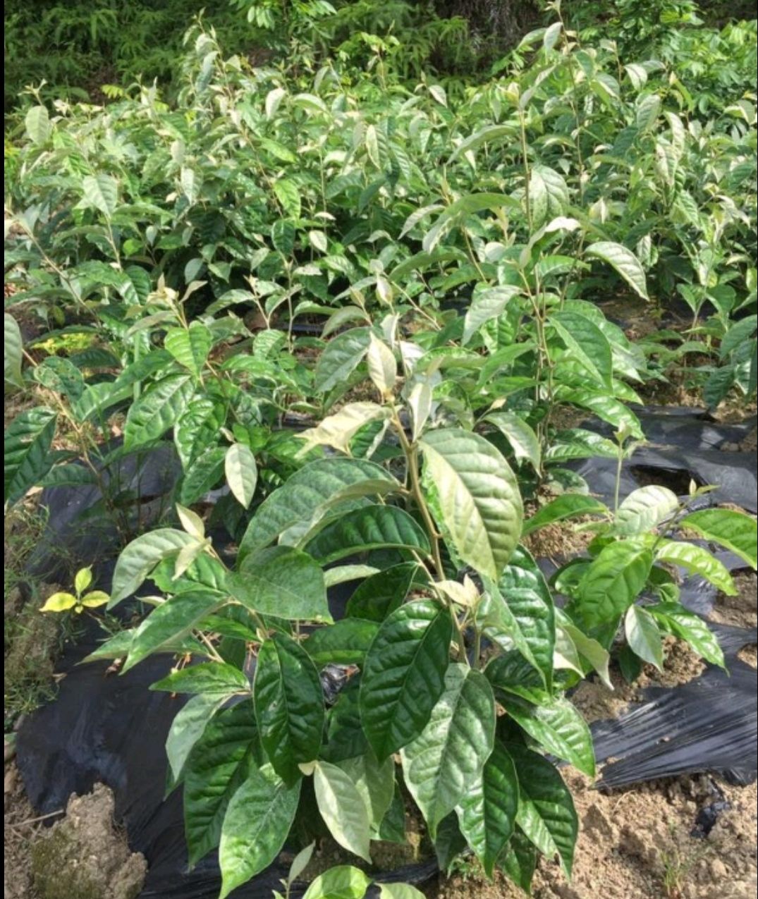 牛奶果苗 牛奶果（羊奶果）
