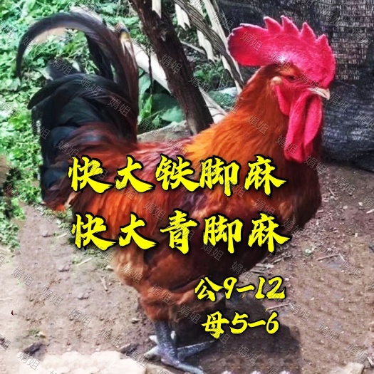 麻鸡苗  铁脚麻，青脚麻出壳苗，脱温3-5两鸡苗，只做好品种