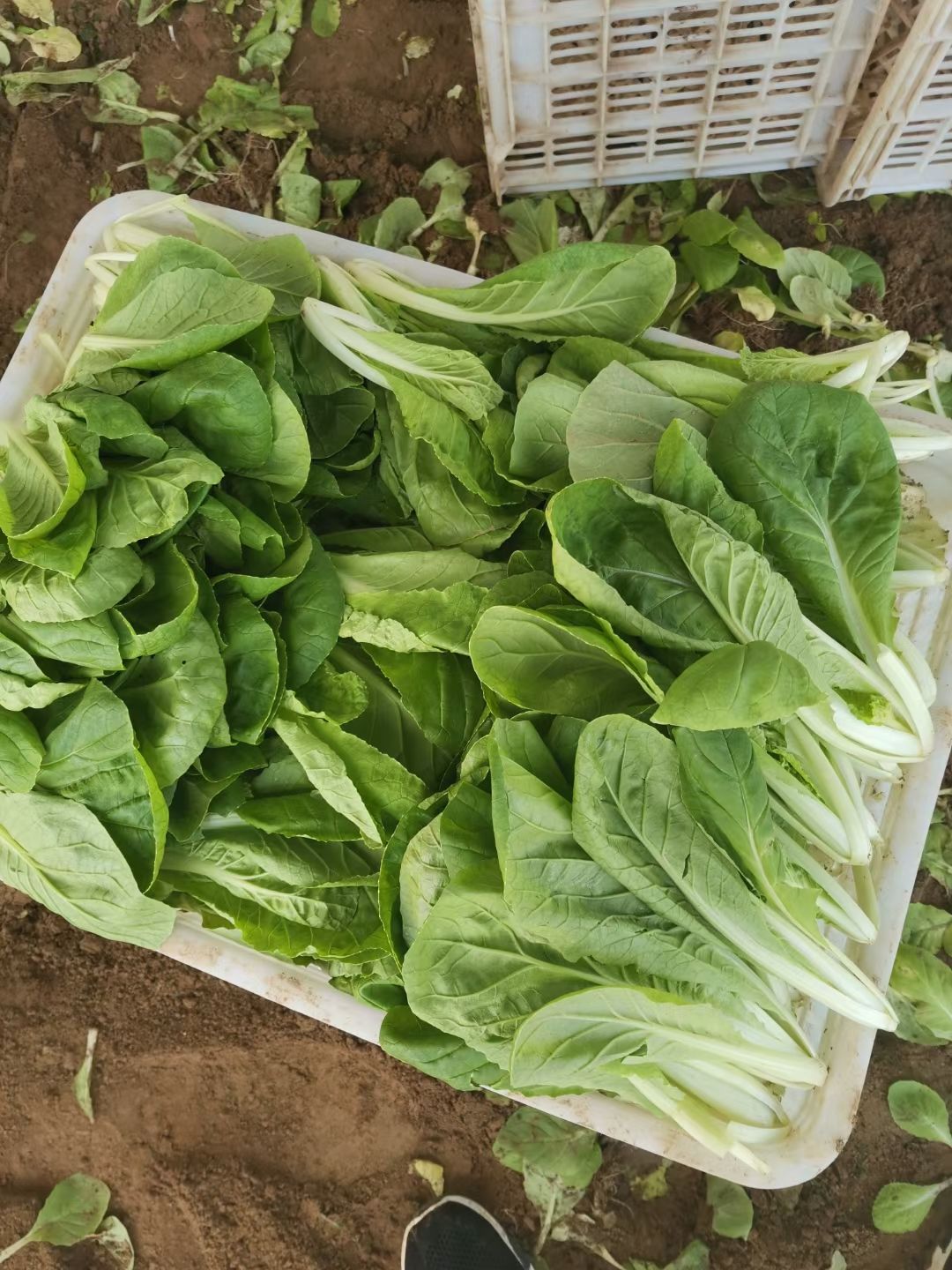 快菜  《热销中》大棚精品小白菜小油菜欢迎选购保质保量