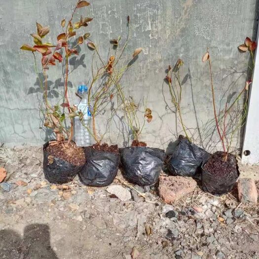 公主岭市蓝莓苗 蓝莓占地苗