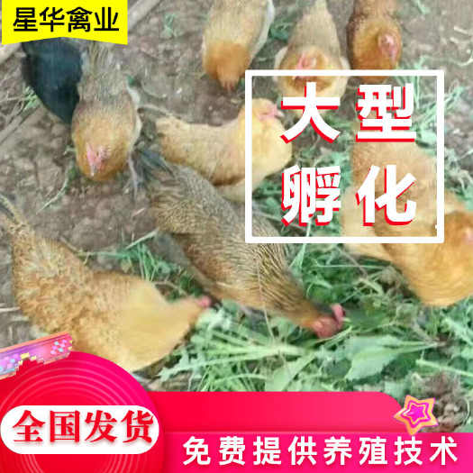 衡南县麻鸡苗  鸡苗   高产麻羽鸡苗