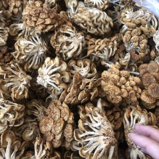 滑子菇新货干度好批发古田滑子菇