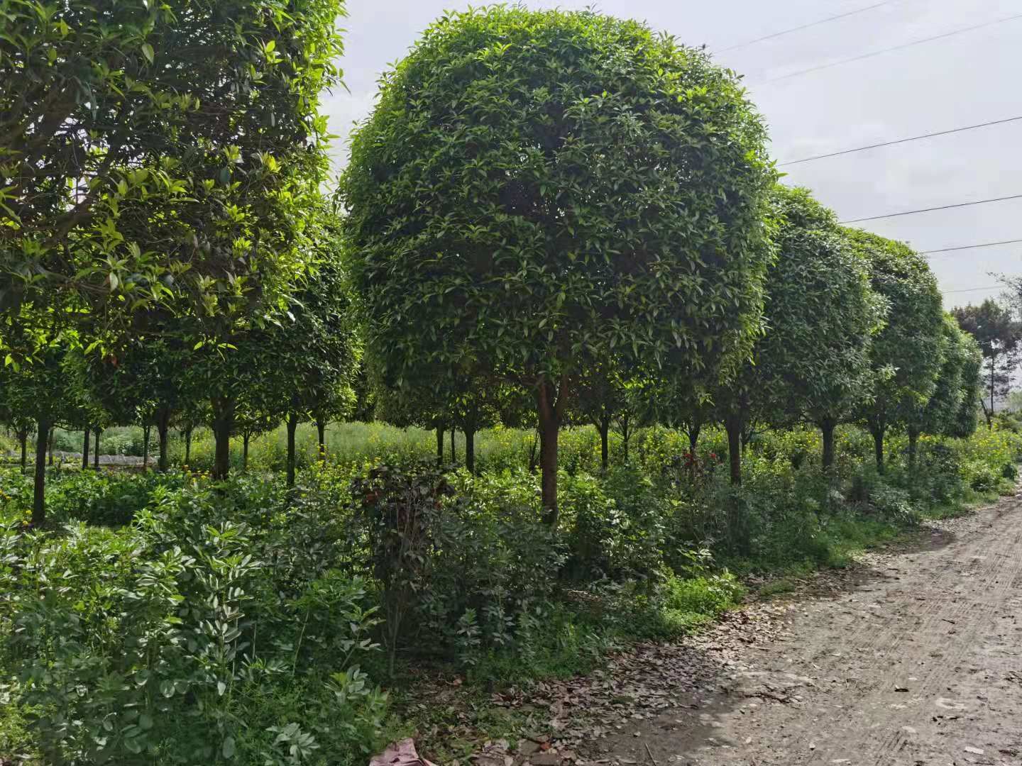 黄金桂花树  10cm成都高杆桂花