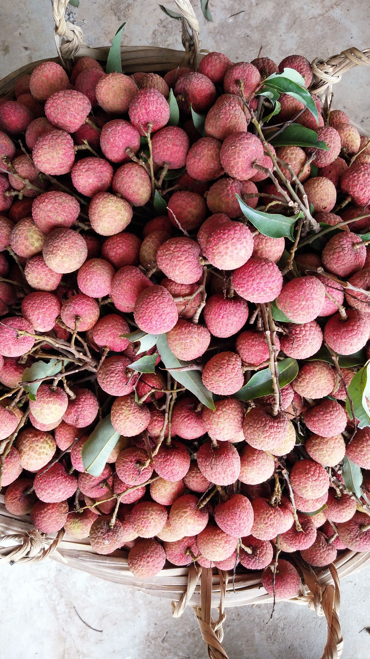 白糖罂荔枝 广东省茂名市高州市 一级果2024.5.20上市