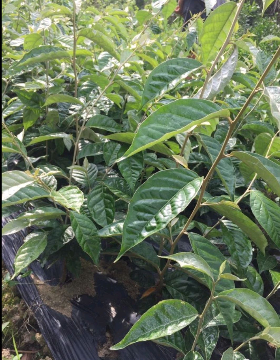 牛奶果苗 牛奶果（羊奶果）