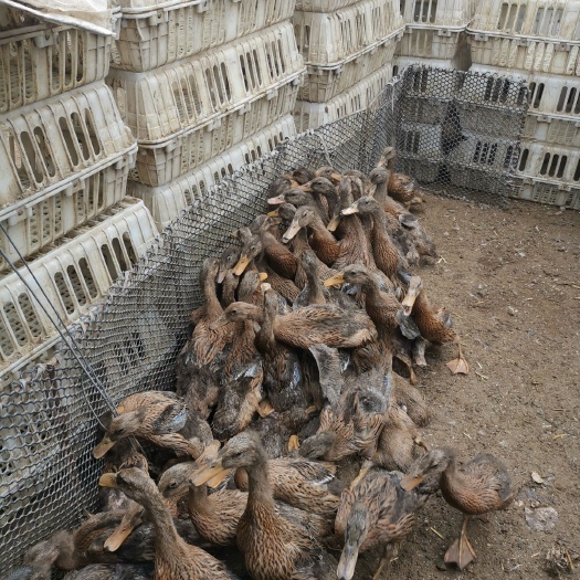 齐河县麻鸭 30-90天金锭青年鸭