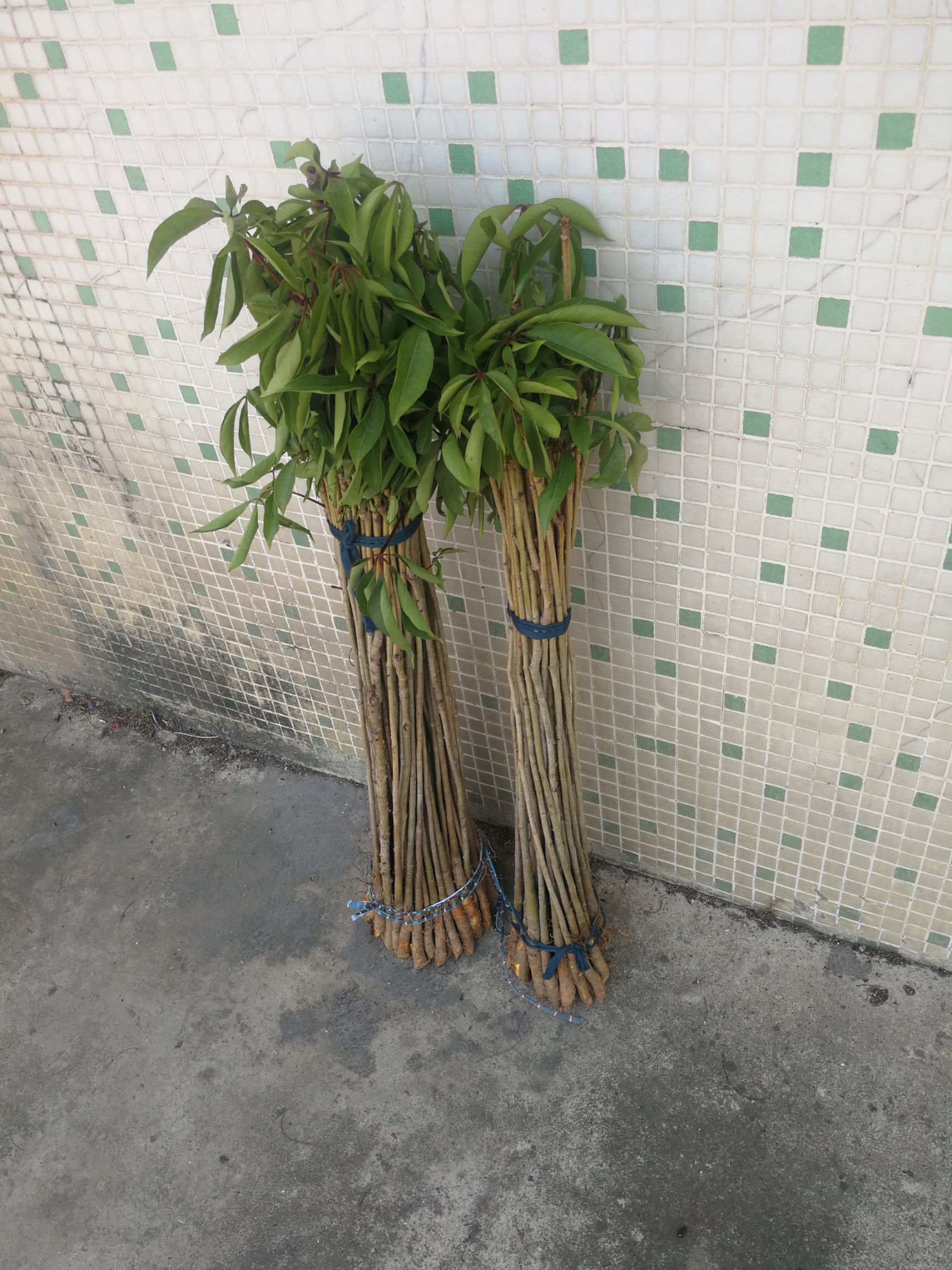 木棉树小苗，木棉树，英雄树，木棉。