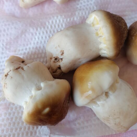 聊城大球盖菇 赤松茸