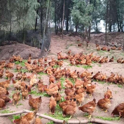 重庆市纯粮食蔬菜散养土鸡蛋