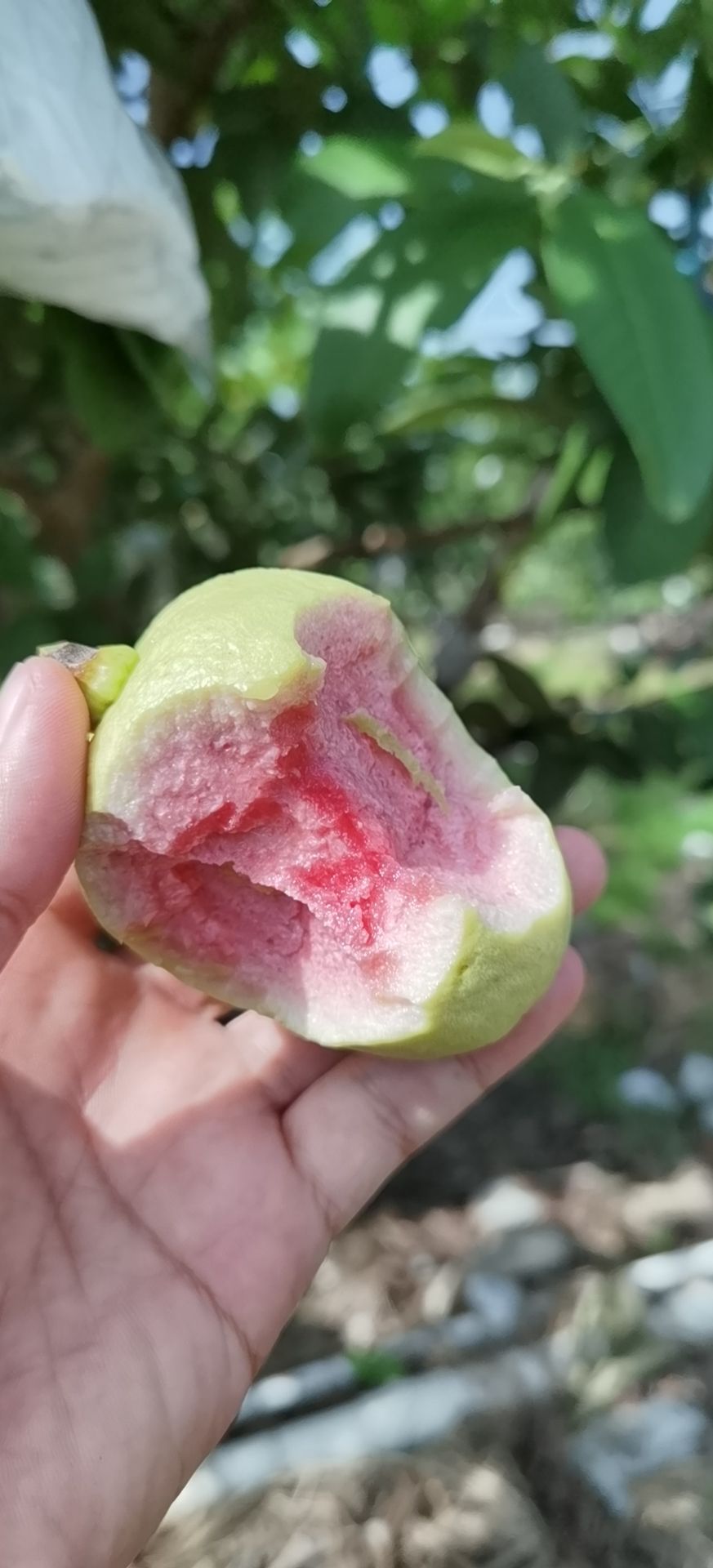 紅心芭樂 引進的珍珠芭樂，口感脆甜可口，鮮澤動人，也是大