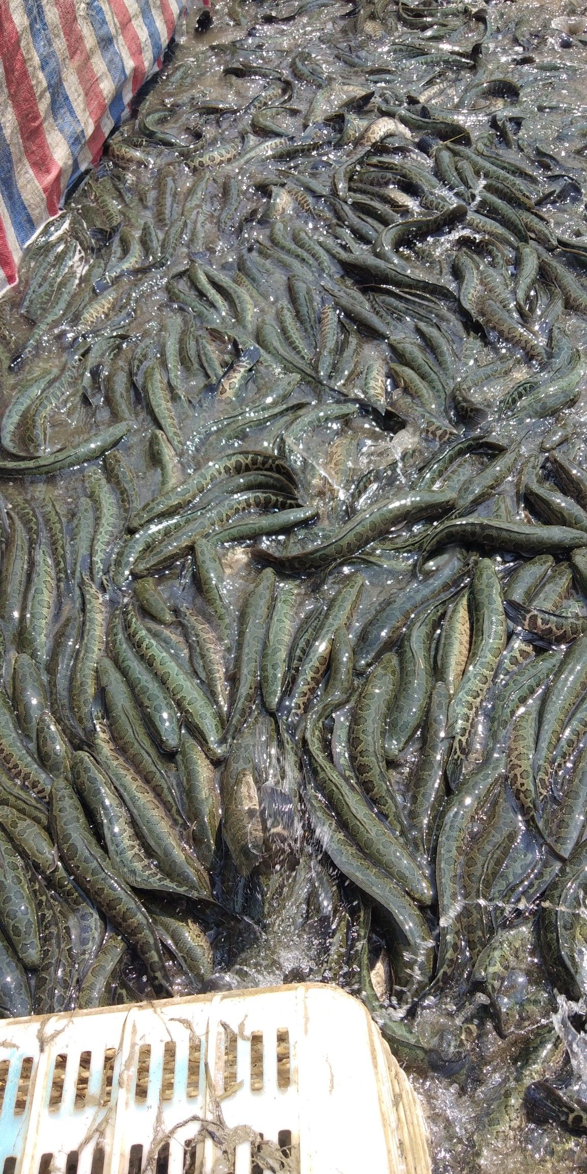 乌鳢苗 基地专业养殖