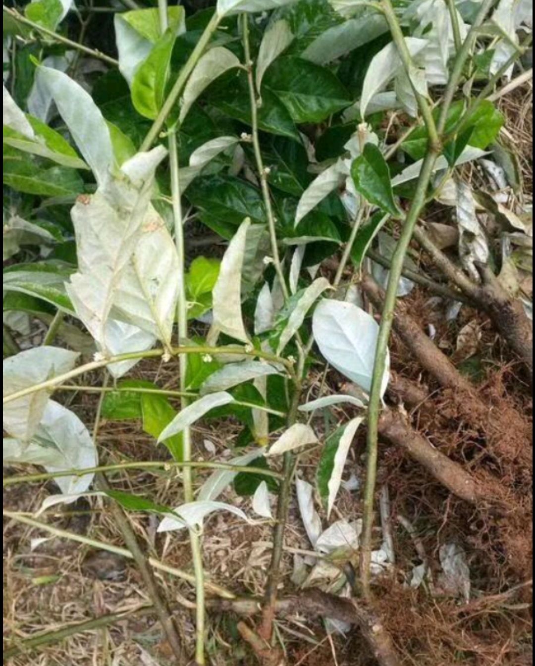 牛奶果苗 牛奶果（羊奶果）
