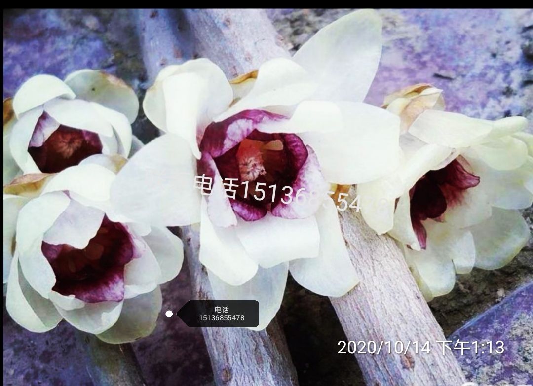 红心腊梅  新品腊梅 花期长比素心浓郁