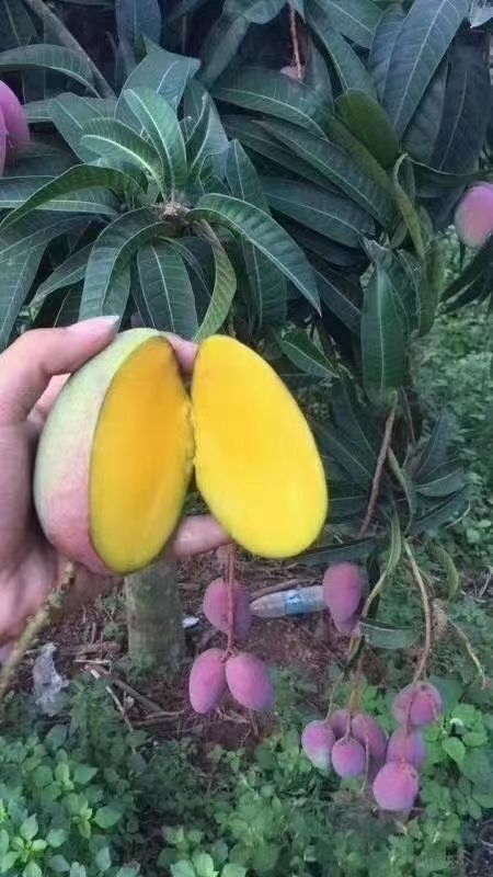 乐东县 贵妃芒