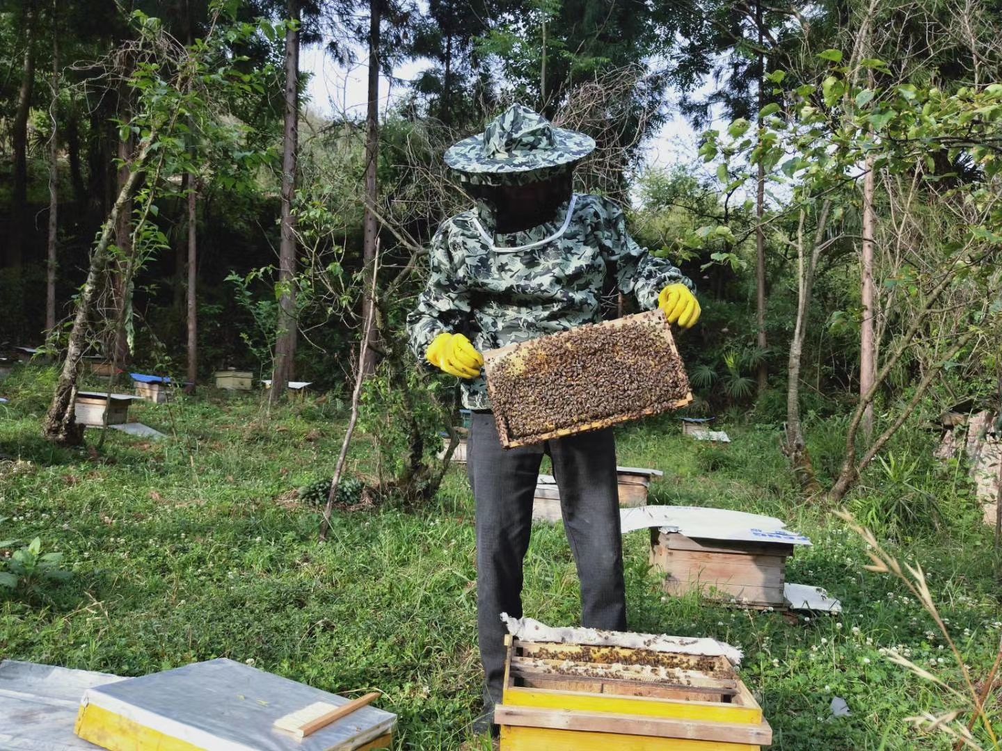 荆条蜜  土蜂蜜品质保证，假一赔十！