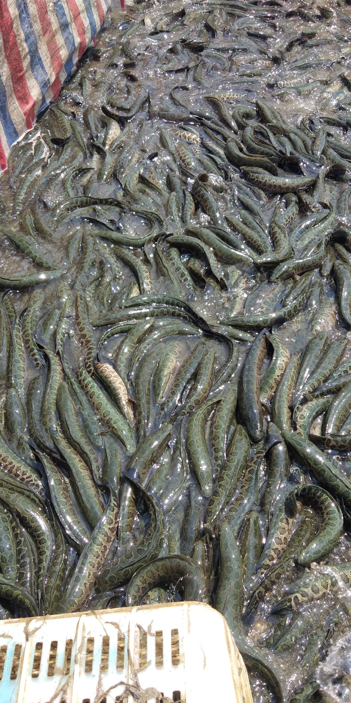 乌鳢苗 基地专业养殖