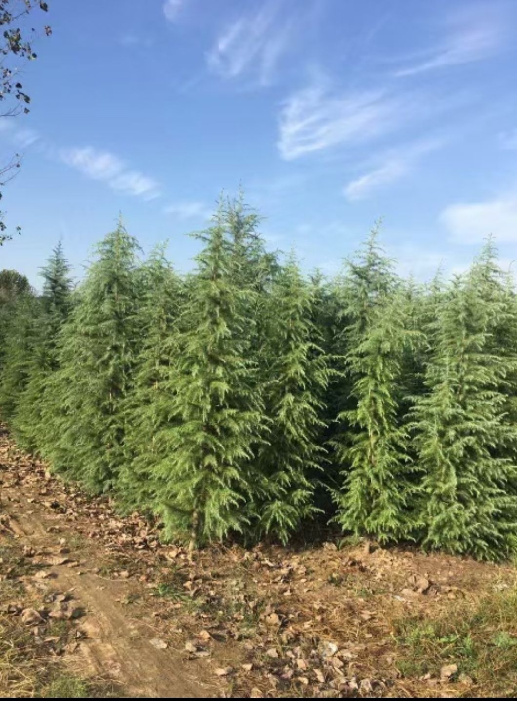 喜马拉雅雪松 1-8米雪松，量大价优