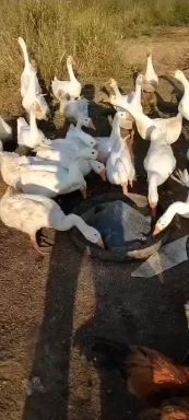豆腐渣  发酵豆渣，与黄酒糟粉好结合充分发酵使期蛋白16个以上