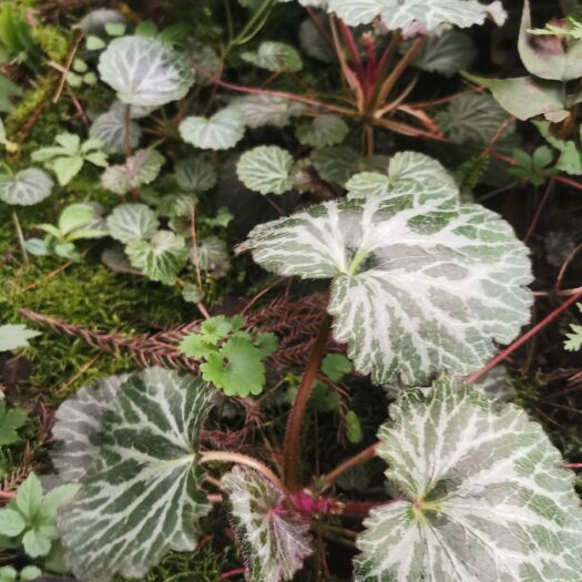 宝兴县 虎耳草