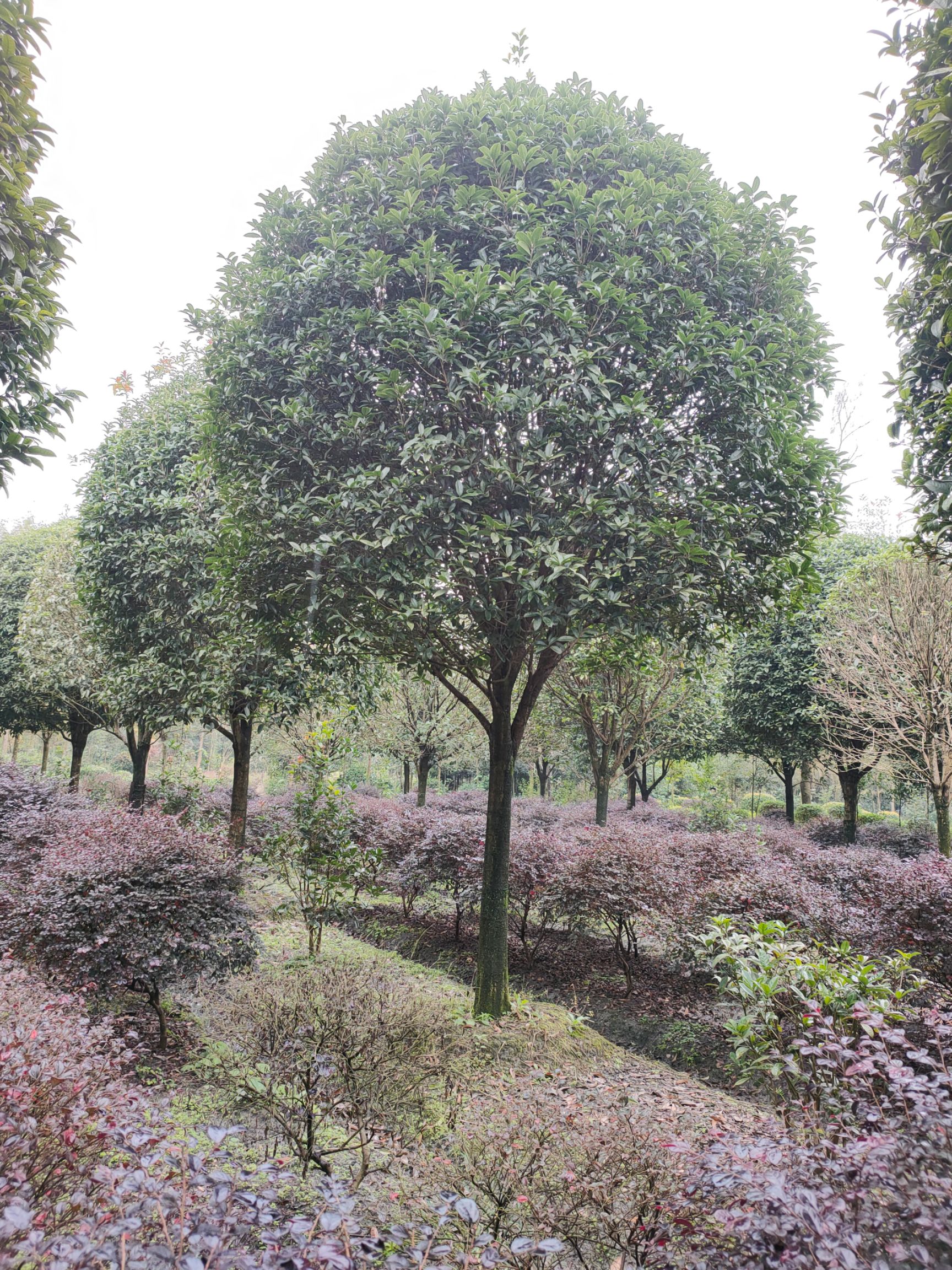 黄金桂花树  10cm成都高杆桂花