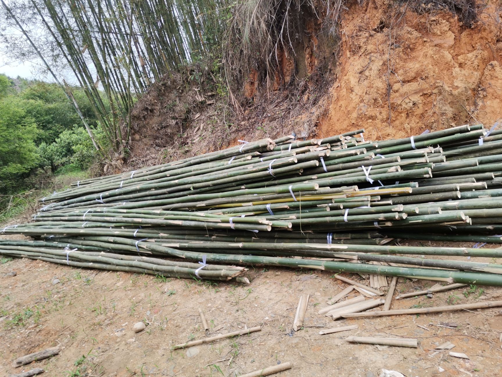 排山竹 高竹  建筑工程  搭排山  长期供应通货