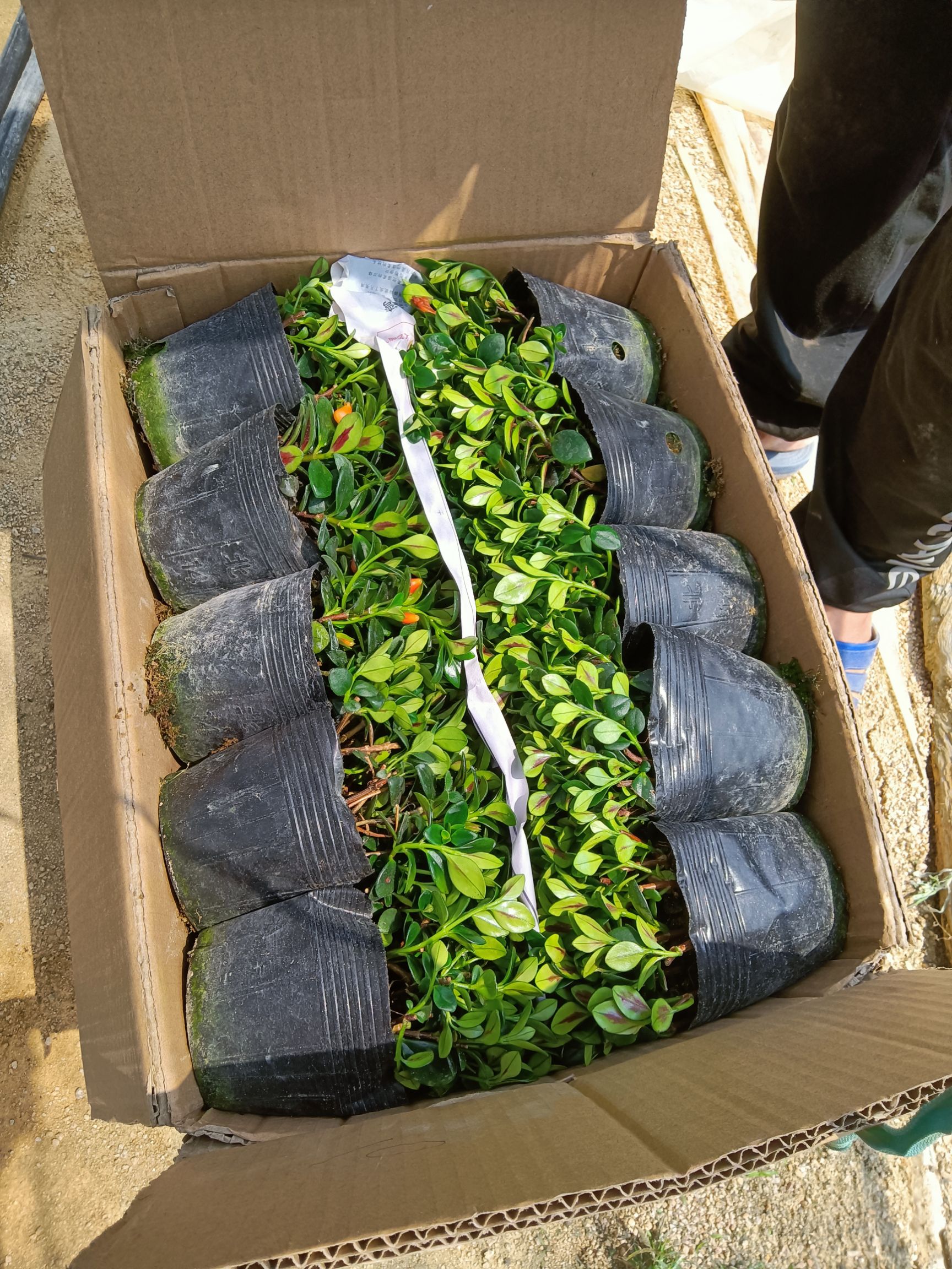金鱼草盆栽