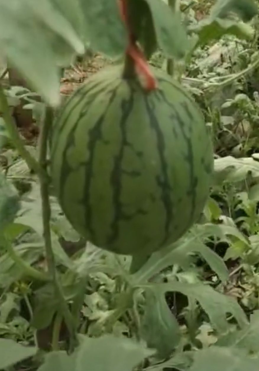 全美2k西瓜  精品二K西瓜，皮薄脆甜产地采购，量大从优价格