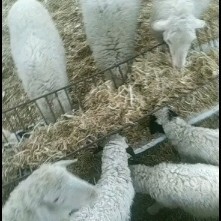 忻州绵羊  常年对外出售杜波，萨福特，小尾寒羊大小公母羊，有需要的联系我