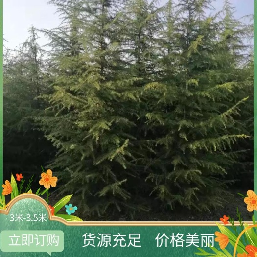 汝南县雪松  3米高，一手货源苗农直销