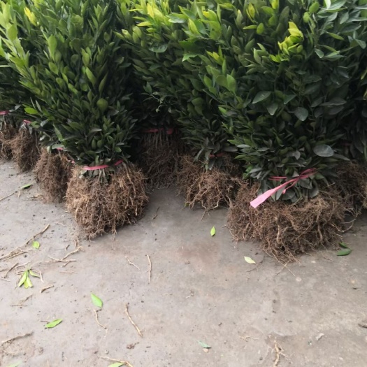松滋市伦晚脐橙苗  秭归 四月结果上市包邮 晚熟脐橙苗市场优势生长
