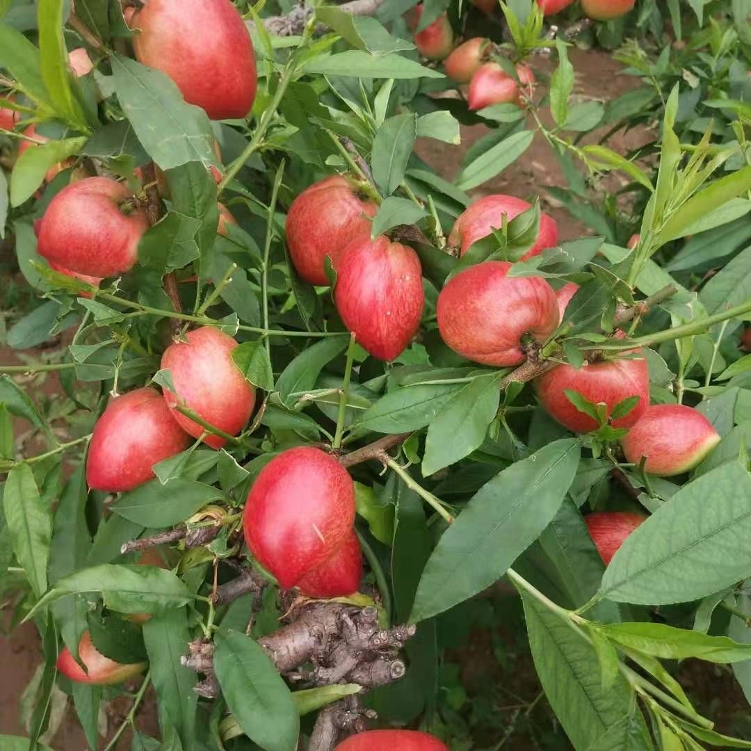 曙光油桃 山东省聊城市冠县 一级果 