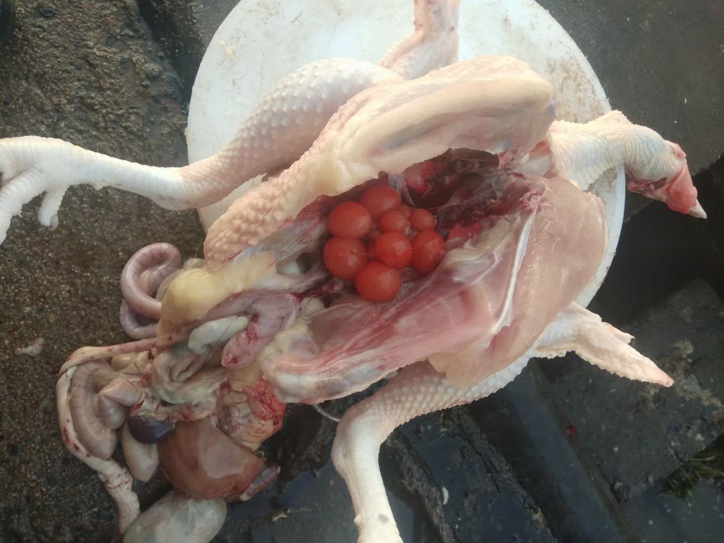 土鸡 批发零售放养鸡，杂交土猪