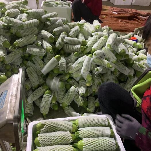 灌云县绿皮西葫芦  欢迎新老客户订单