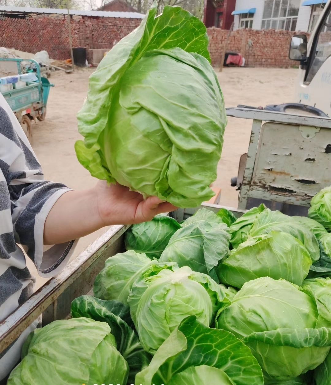 牛心甘蓝  韩绿牛心宣甘蓝✔0.8-2斤✔山东淄博高青万亩✔