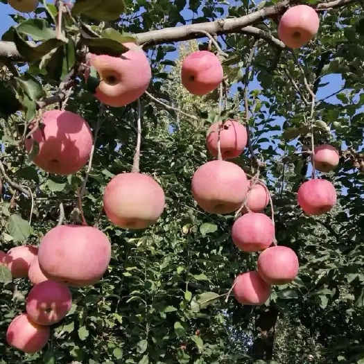 泰安苹果树苗 