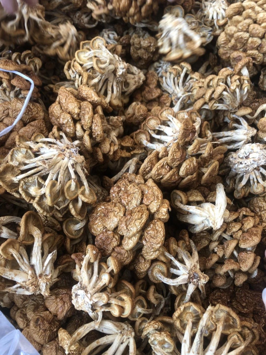 滑子菇新货干度好批发古田滑子菇