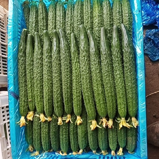 冠县 密刺油亮黄瓜