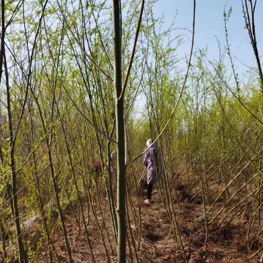 连云港垂柳2公分量大