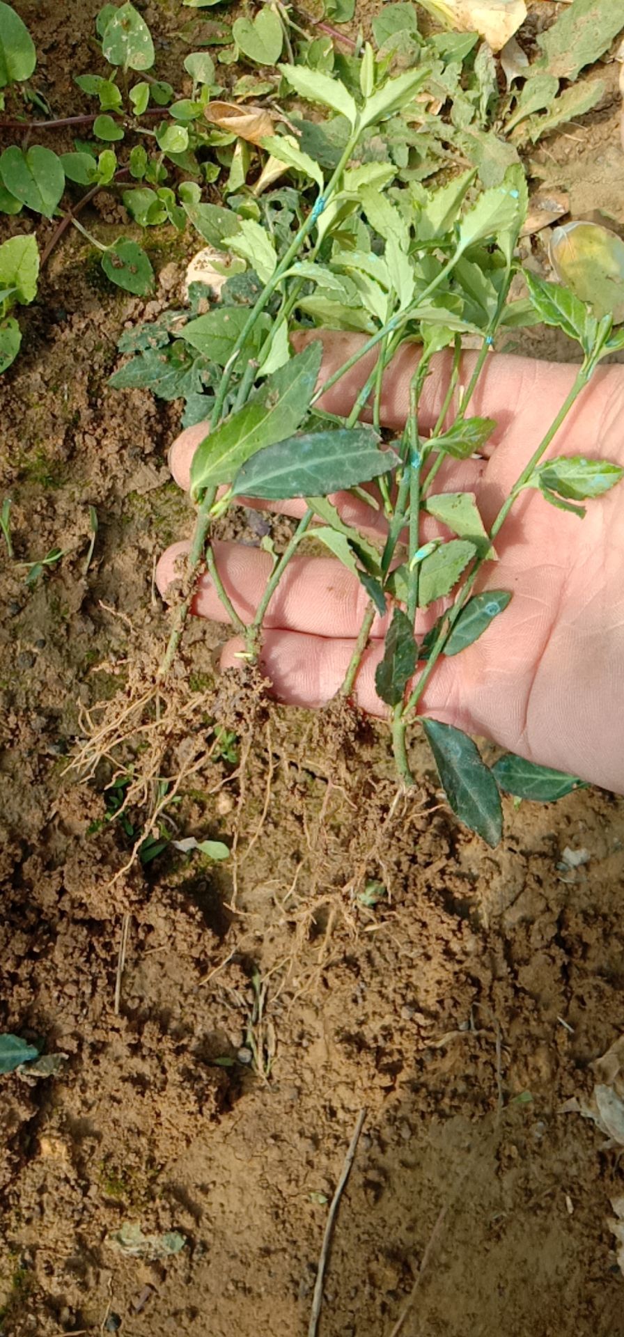小叶扶芳藤苗