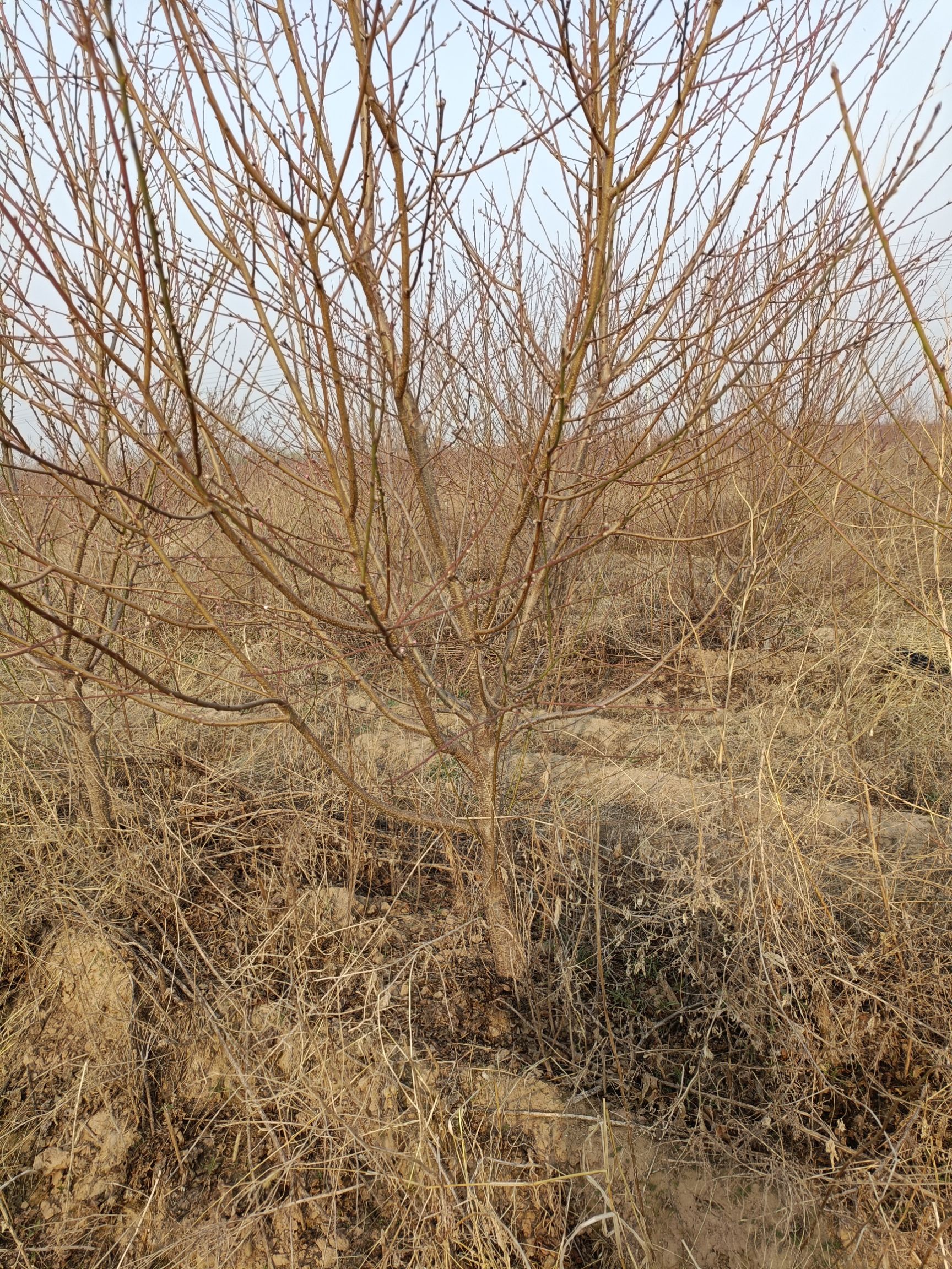 苹果树苗 大量供应桃树苹果树