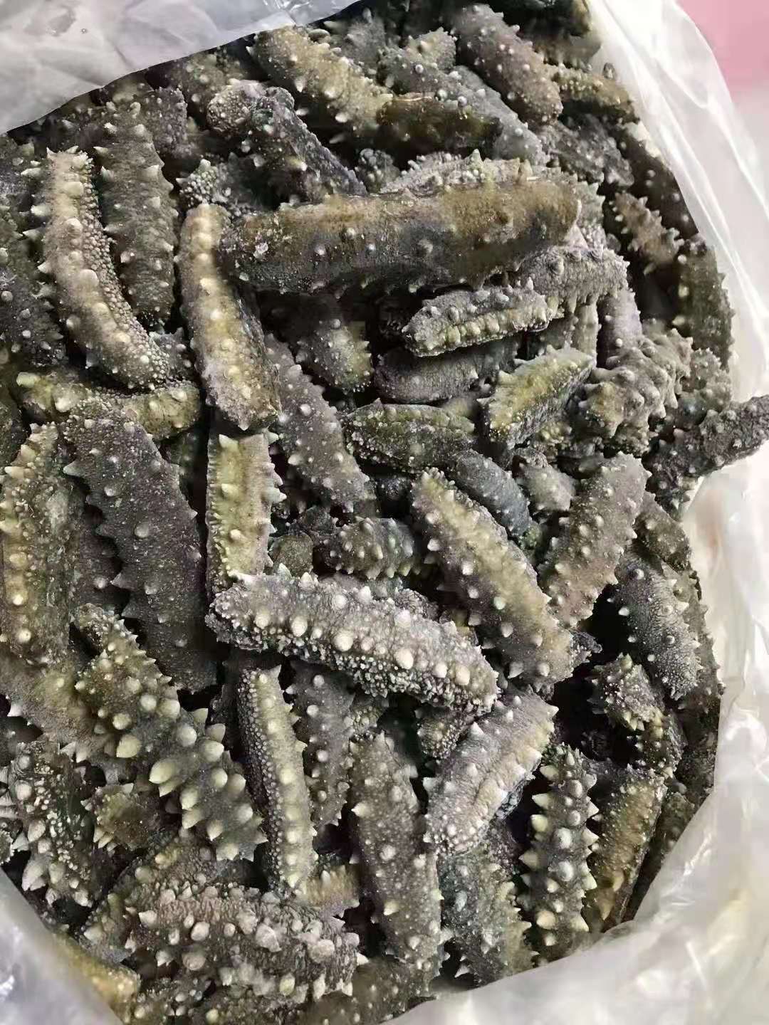 海刺参  福建霞浦水产  水煮海参水煮不腌制保持原15-25/500g