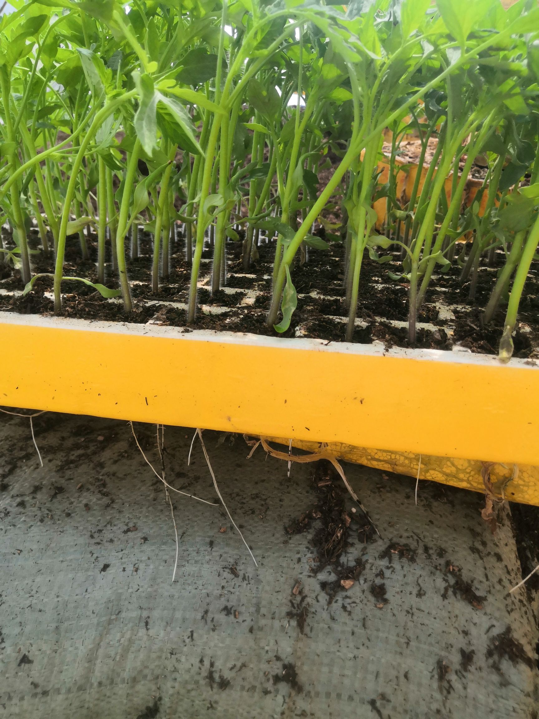 西红柿苗，茶氏育苗基地常年供应各种各样西红柿苗，欢迎全国各地