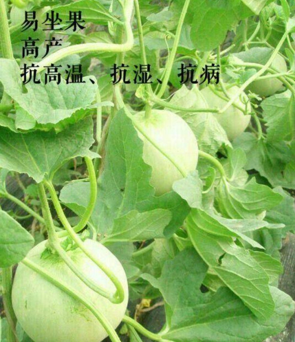 金钻甜瓜种子，着果性好，丰产性好，抗高温、耐湿，抗病