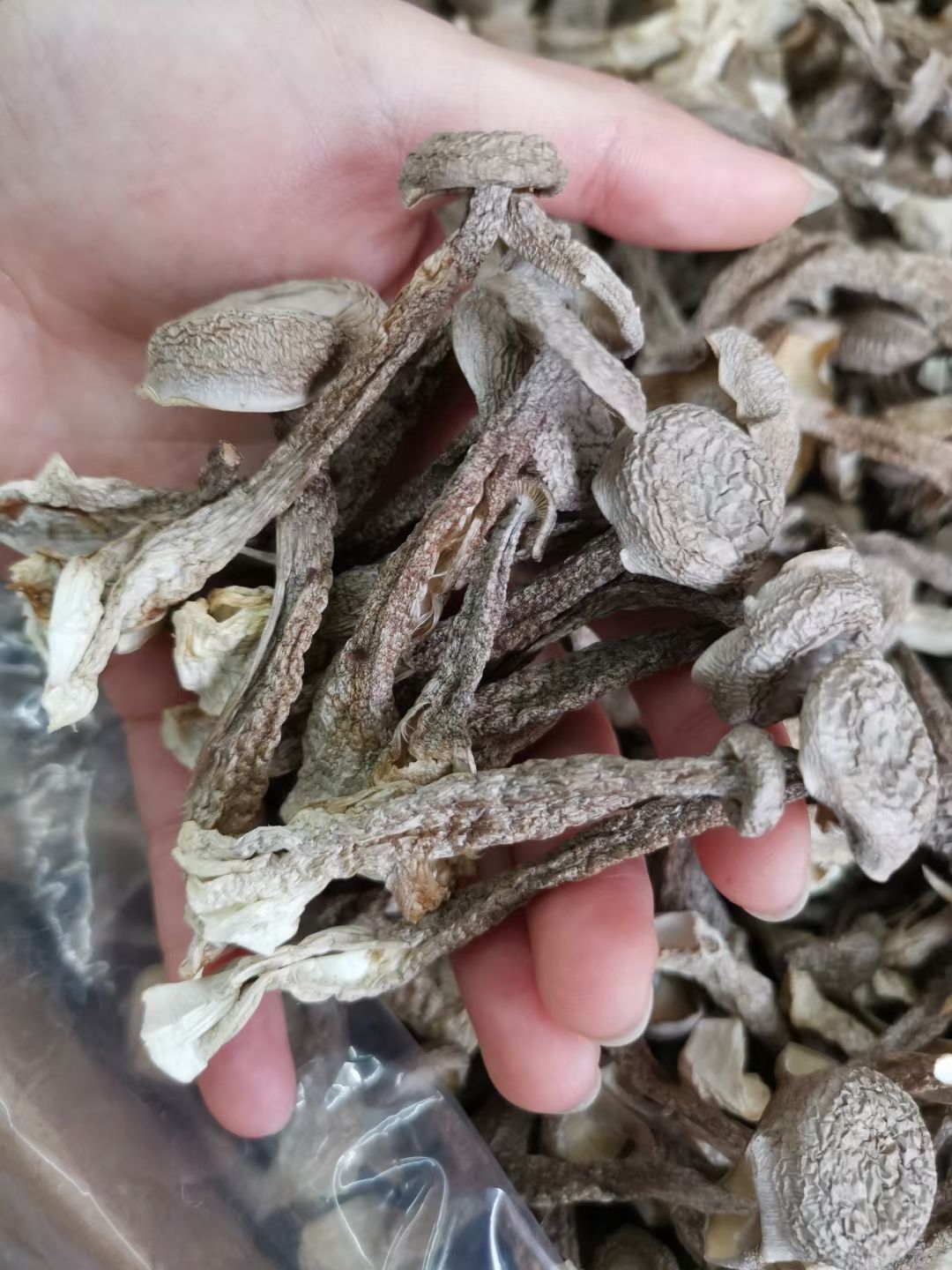 鹿茸菇 批发干度好新货 净重量大优惠可代买